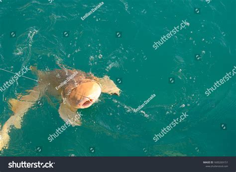 183 Florida Keys Sharks Images, Stock Photos & Vectors | Shutterstock