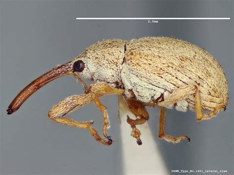 New pest in Florida: Hibiscus bud weevil, Anthonomus testaceosquamosus ...