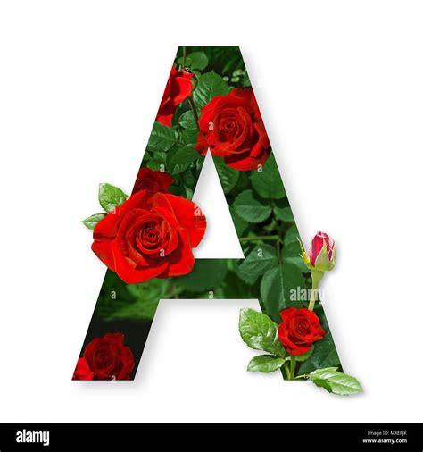 Letter A with red roses on white background Stock Photo - Alamy