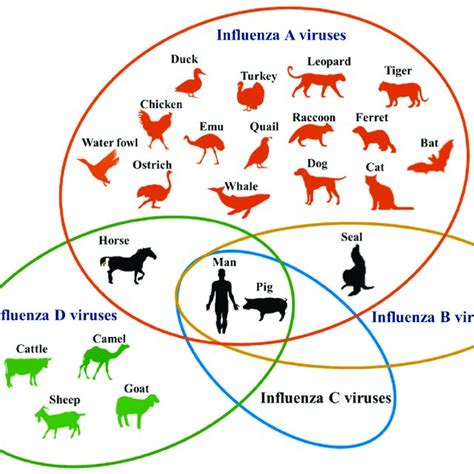 Revised classification of Orthomyxoviridae (ICTV 2017). | Download Table