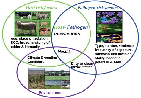 Mastitis Prevention In Cows