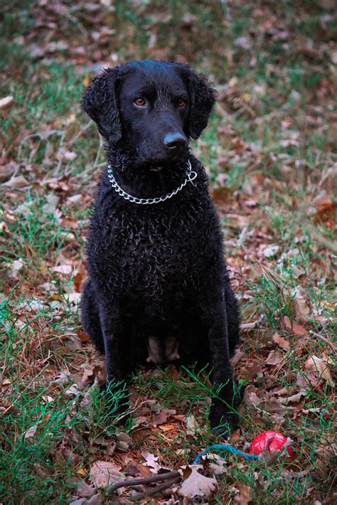 Curly-Coated Retriever Puppies for Sale | Buckeye Puppies