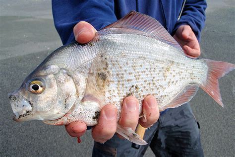 Light Tackle Surf Perch Fishing