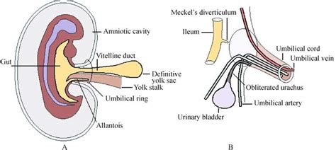 Diagrams showing the (A) folding of the embryo and formation of the ...