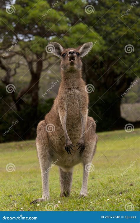 Funny Kangaroo stock photo. Image of stick, show, bush - 28377348