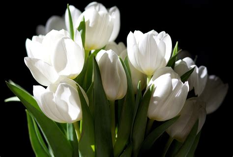 HD Wallpaper of Elegant White Tulips in Nature