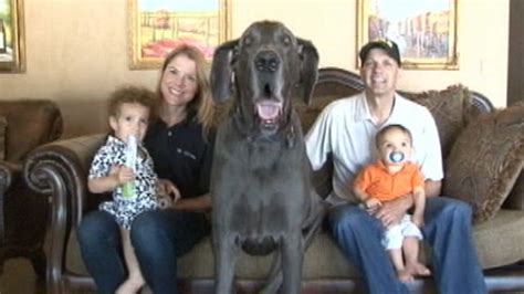 Giant George: Great Dane Is World's Tallest Dog Video - ABC News