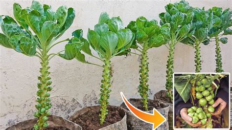 How to Grow Brussels Sprouts for Beginners – Plants and Garden Tips