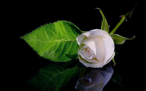 Free download Beautiful White Roses Wallpapers Photos Flowers Images [2560x1600] for your ...