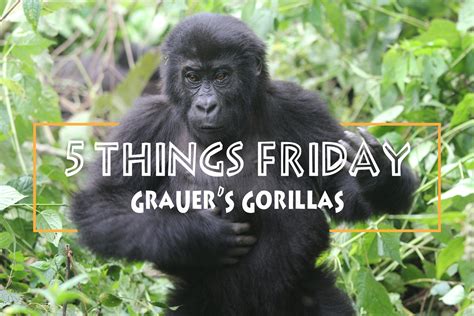 Grauer’s Gorillas | Dian Fossey | 5 Things Friday