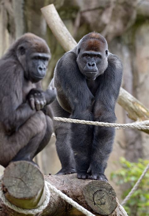 Australia: Gorilla Forest exhibition at Taronga Zoo in Sydney - Images Archival Store