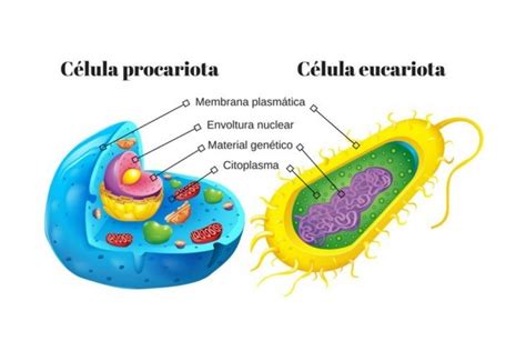 Las 13 diferencias entre célula eucariota y procariota