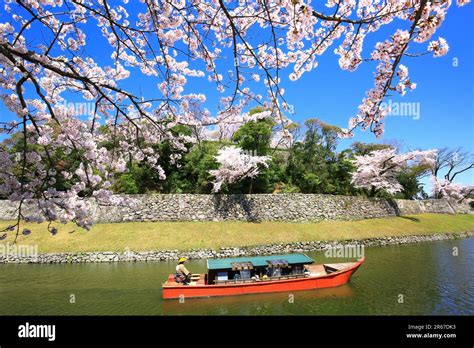 Cherry blossoms at Hikone Castle Stock Photo - Alamy