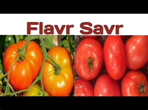 Flavr Savr @biologywalesir #flavr #savr #tomato #antisense #rna #polygalacturonase #pectin # ...