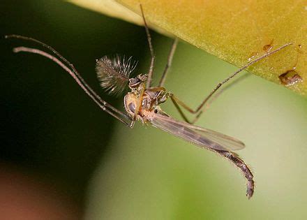 Chironomidae | Wiki | Everipedia