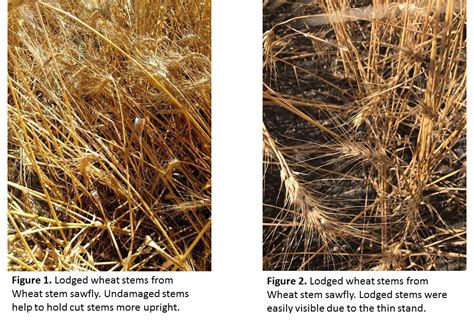 Wheat Stem Sawfly causing problems - Morning Ag Clips