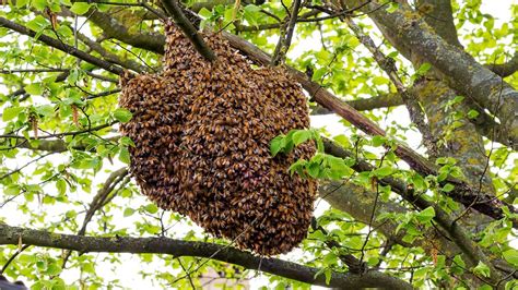 Abscondings and Bees Clustering on the Underside and Outside of Hives - SC State Beekeepers ...