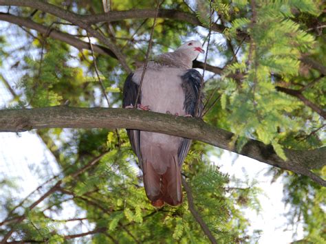 The Online Zoo - Pink Pigeon