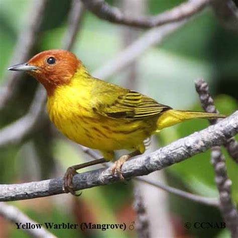 Yellow Warbler (Mangrove) (Setophaga petechia oraria) - YEWA