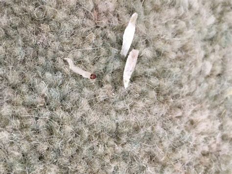 When Do Carpet Moths Come Out at Betty Cooper blog