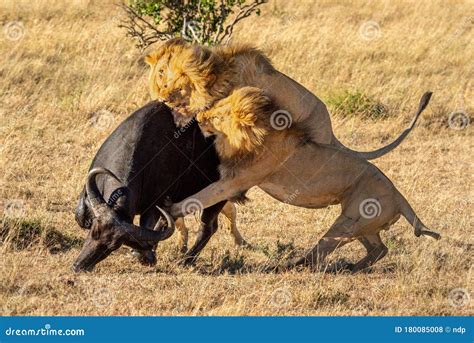 1,284 Lion Attack Photos - Free & Royalty-Free Stock Photos from Dreamstime