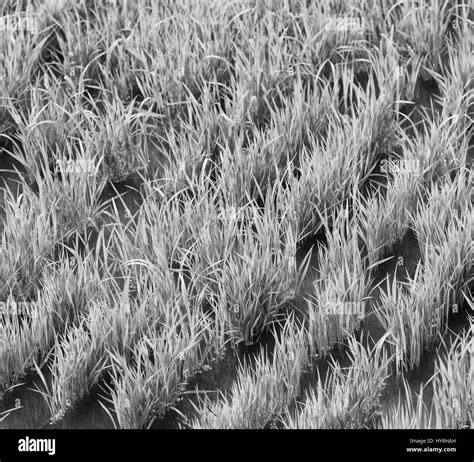 Ripe rice field Black and White Stock Photos & Images - Alamy