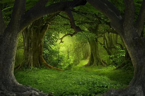 Mystical Forest Wallpapers - Wallpaper Cave