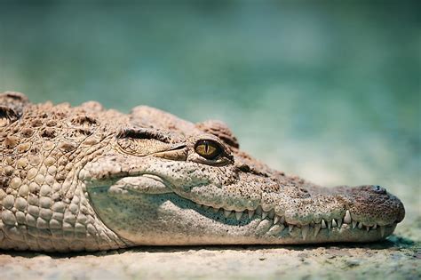 Native Reptiles Of The Philippines - WorldAtlas