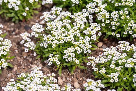 20+ Best Tiny Flowers To Add Color for Your Garden - 2000 Daily