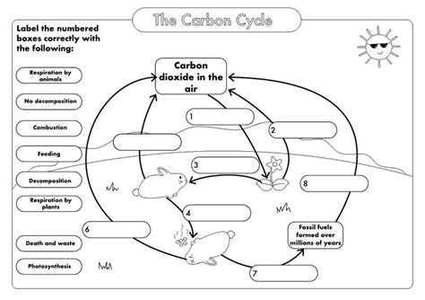 GCSE Biology: Carbon Cycle worksheets and A3 wall posters UPDATED ...