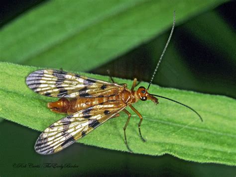 mecoptera - The Early Birder