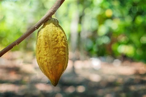 Cacao tree with cacao pods in a organic farm. 8071067 Stock Photo at ...