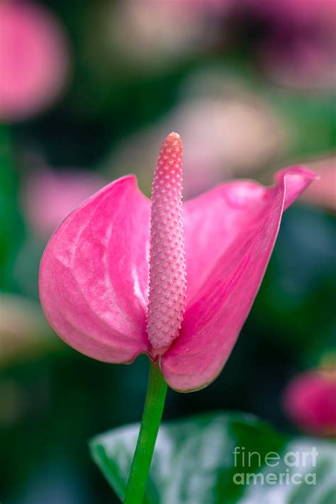 Closeup on spadix flower. Photograph by Tosporn Preede - Pixels