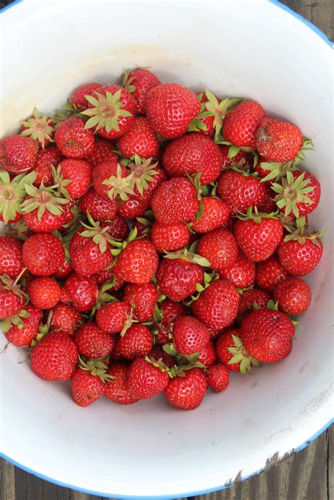 Three Strawberry Harvests Completed This Year - Eric's Organic ...