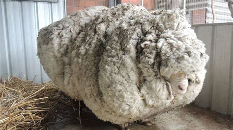 Chris the sheep: Merino with famously overgrown fleece dies - BBC News