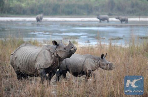 How to Save the Javan Rhinoceros - The News Lens International Edition