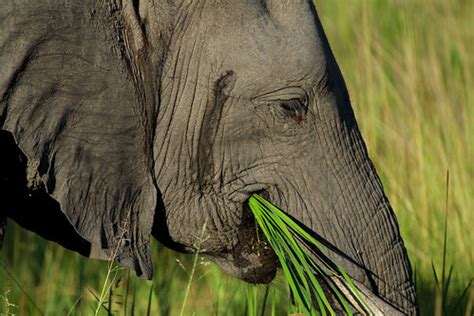 A Hungry African Elephant | Model: Canon EOS 7D Lens: Canon … | Flickr