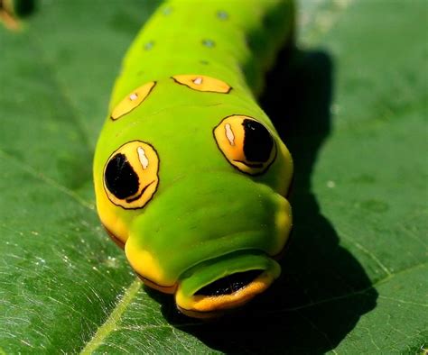 Spicebush Swallowtail Caterpillar Signed Fine Art Print, 49% OFF