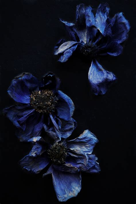 Whitney Ott Photography - Floral | Dark flowers, Flowers photography ...