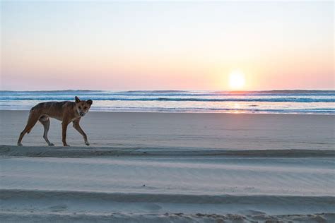 The Fraser Island Dingo - How many are there ? - Fraser-Tours.com