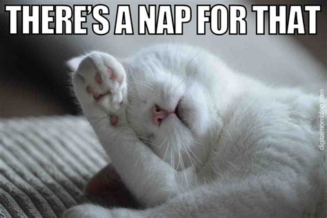 40 Best Nap Memes About Those Mid Day Sleeps