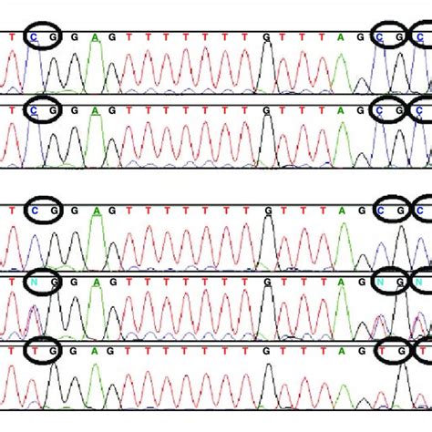 Sequencing chromatograms demonstrating CpG island methylation after ...