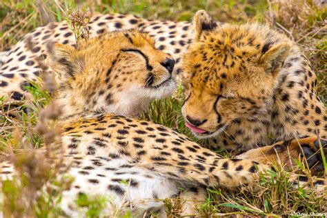 Africa-Cheetah Cubs | Serengeti National Park, Tanzania 2021 | Steve ...