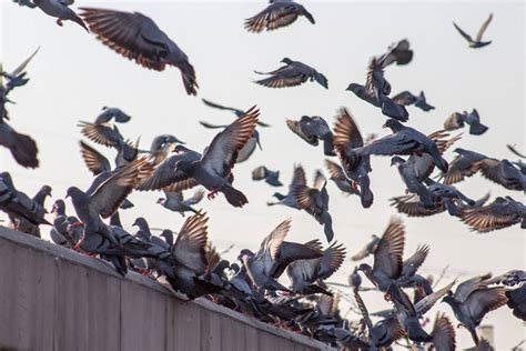 Download Flock Of Pigeon Birds Flying Wallpaper | Wallpapers.com