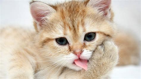 Cute Cats #7 | Cute Cats