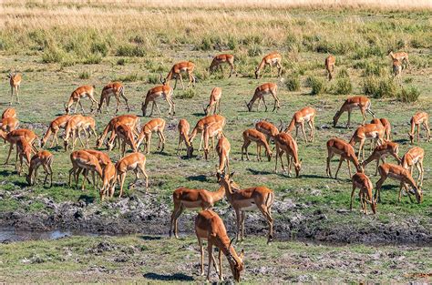 African animals prefer to graze in spots once inhabited by Iron Age humans | Science | AAAS