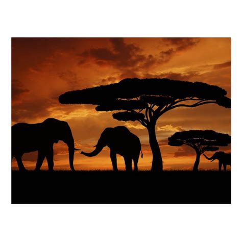 African elephants silhouettes in sunset postcard | Zazzle.com in 2020 | Elephant silhouette ...