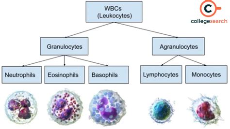 Difference Between Granulocytes and Agranulocytes: Definitions, Types, and Functions | CollegeSearch