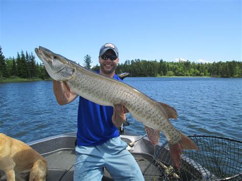 Lake of the Woods Muskie Fishing. | Pike fishing, Fish, Musky fishing