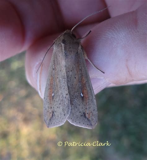 Armyworm Moth Mythimna unipuncta Haworth, 1809 | Butterflies and Moths of North America